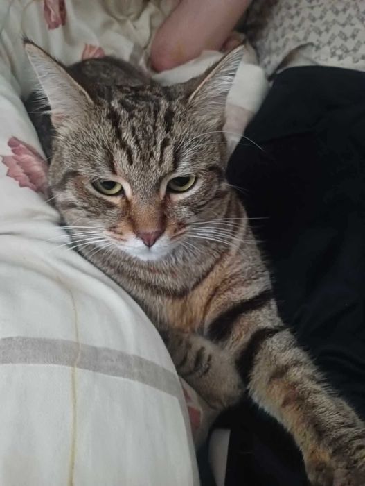 Szukamy domów tymczasowych dla kotków.