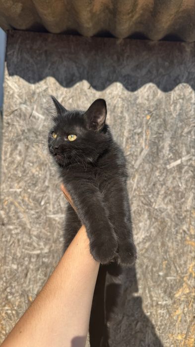 Віддам безкоштовно кошеня (дівчинка)