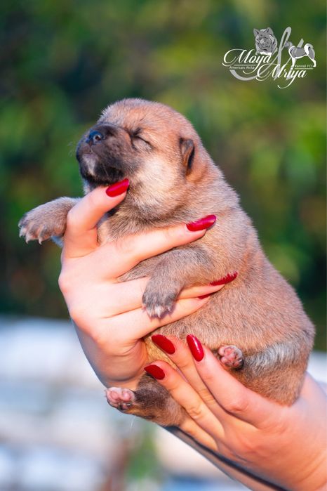 Шиба іну/ шиба ину/ сіба/ сиба/ shiba inu