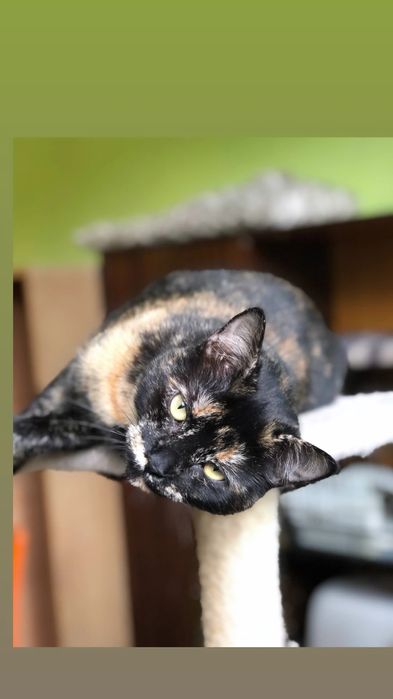 Отдам кошку черепахового окраса, 1 год, стерилизована, привита