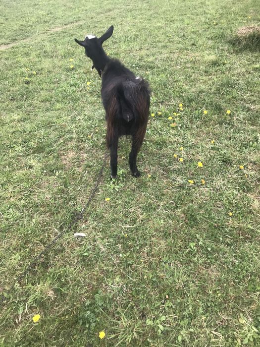 Продам козу первістку