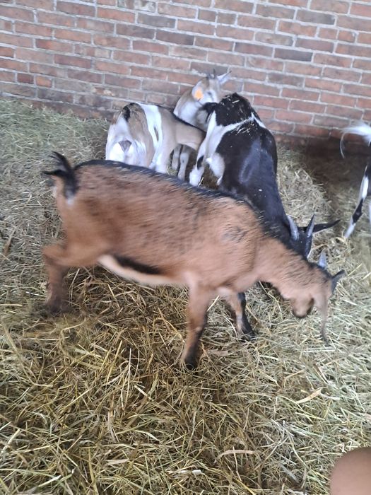 Capy 4 miesięczne