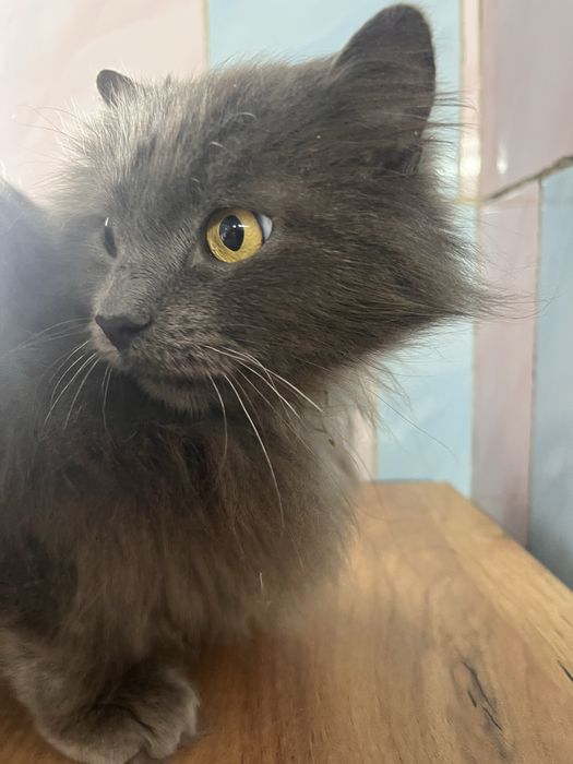 Котик шукає родину, віддам кота
