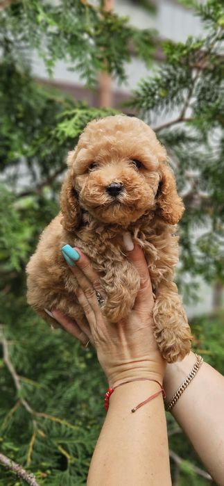 Мальчики мальтипу 2.5мес