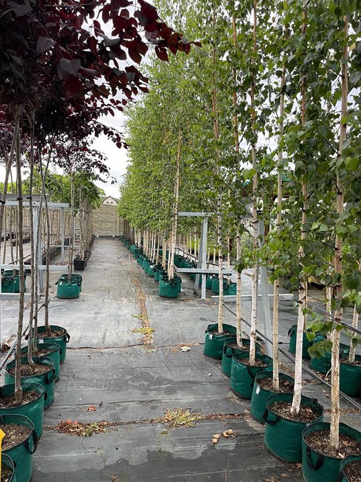 Drzewa alejowe Klon, Lipa ,grab, dąb, katalpa, brzoza Cena 220 z