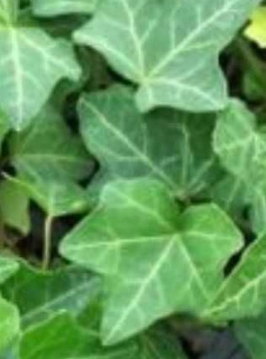 Bluszcz zimozielonu 400cm