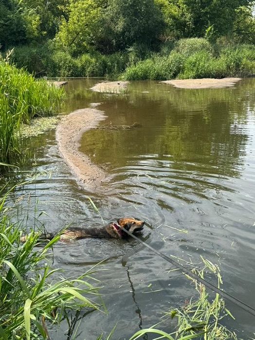 Energiczny psiak Gringo szuka domu