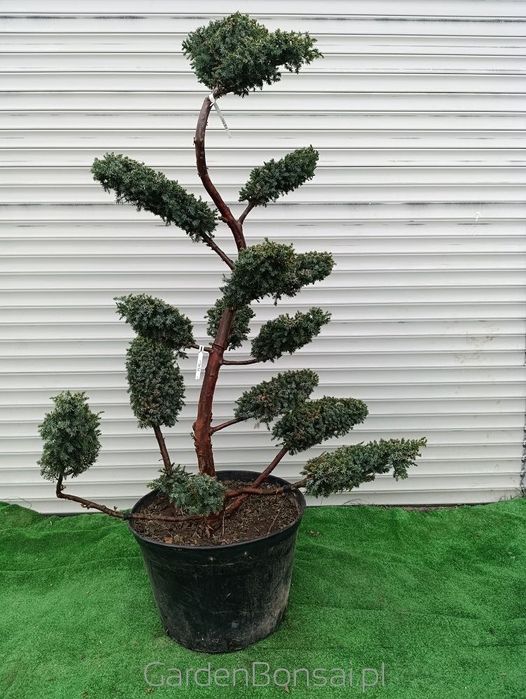 Donica z Bonsai z jałowca chińskiego 'BLUE ALPS' - 150 cm
