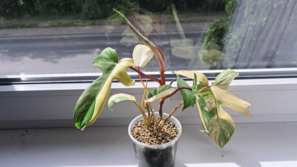 philodendron siam sunrise - Wyposaenie wntrz w dobrej cenie