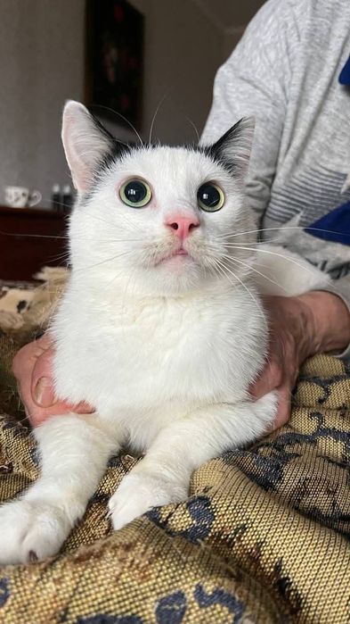 Отдам_ котята_ кошки_ зайчик