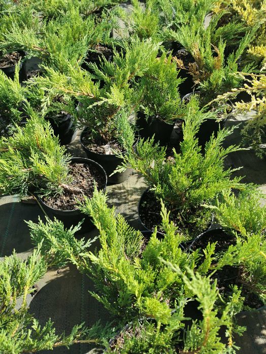 Jałowce różne odmiany