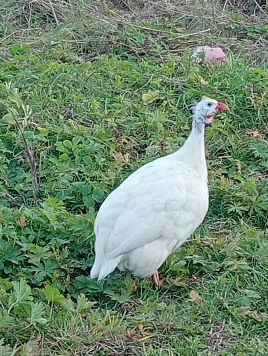 Samica perliczki zamienię za samca