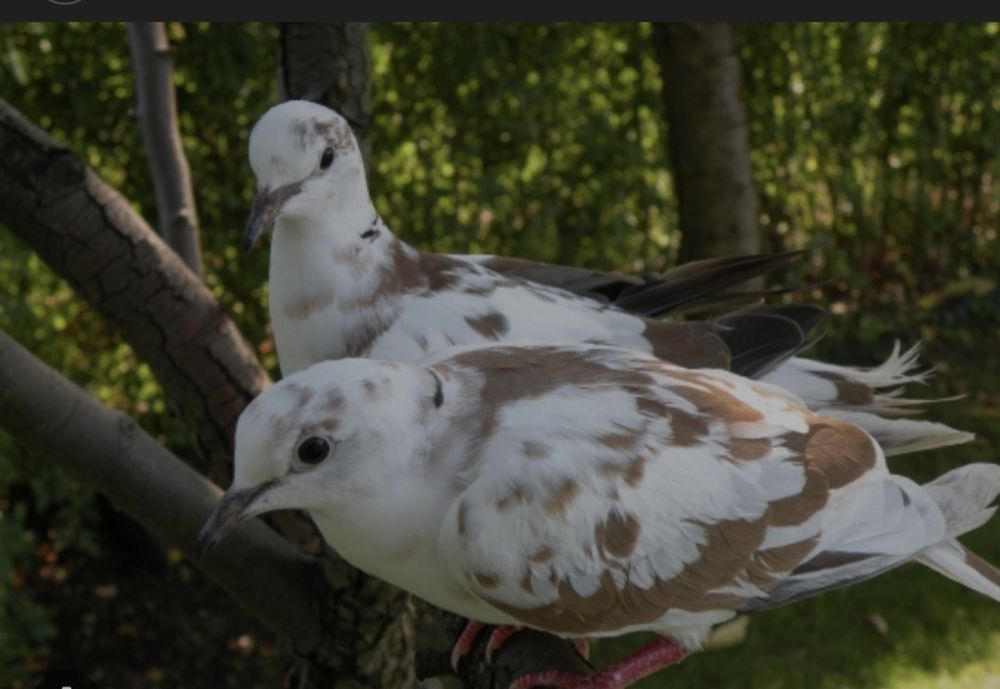 Ptaki cukrówki  kolorowe,białe, szare.