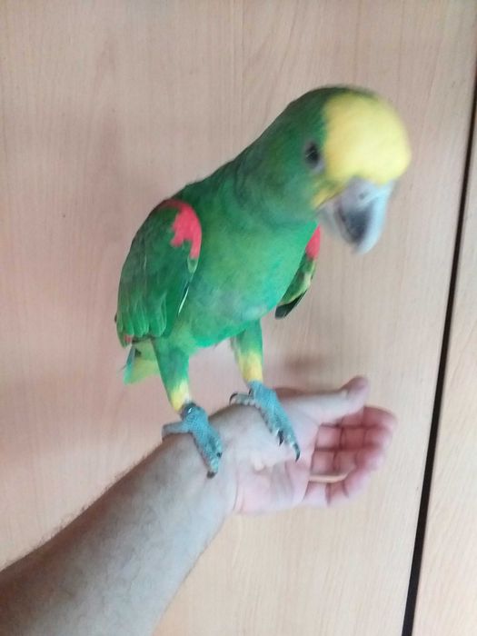 Amazona Oratrix ( Macho )