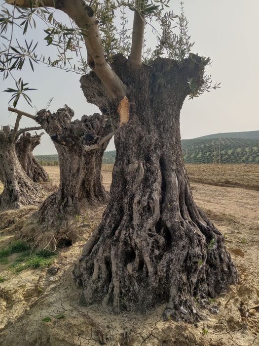 Oliveiras desde 200