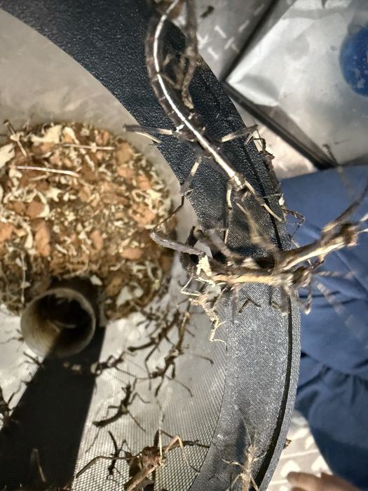 Straszyk Filipiński