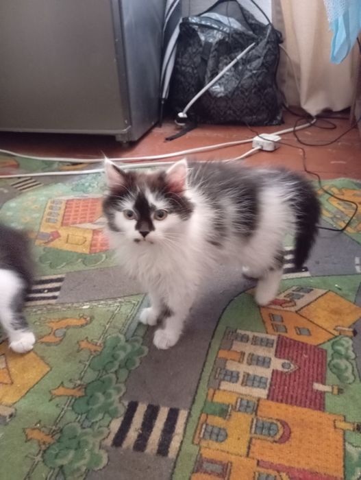 Відам кошеня у добрі руки