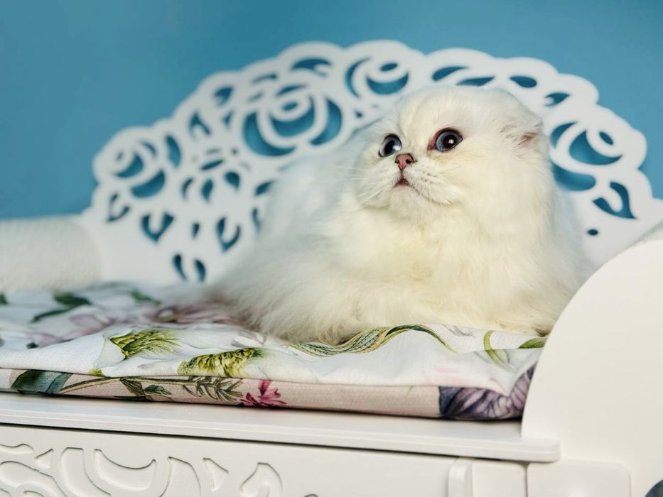 Висловухий шотландський котик
