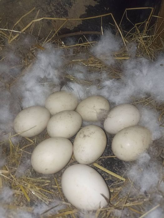 Ovos de pato para chocar