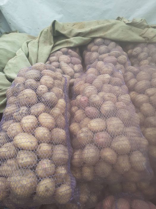 Продам картошку крупну