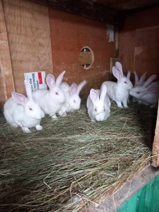 Króliki Termondzki Bialy