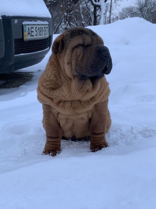 Мальчик шарпей щенок