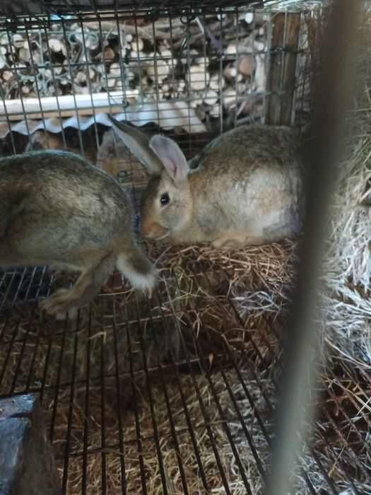 Coelhos para venda