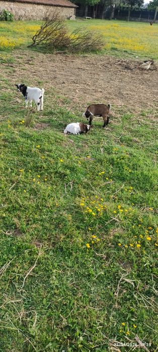 Cabras anás  2 meses e meio, já comem