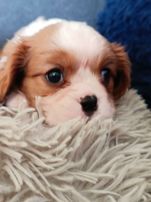 Cavalier King Charles Spaniel Blenheim (Suczka)