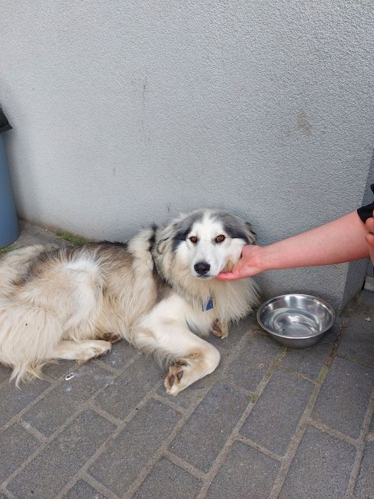 Собака, що згубився. Шукає власника.