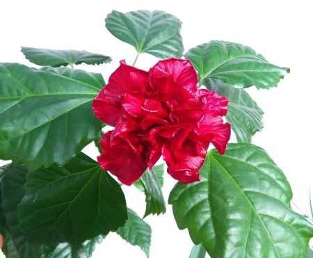 Гибискус (Китайская роза)