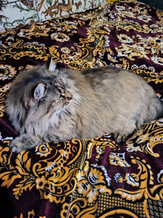 Віддам кішку в хороші руки