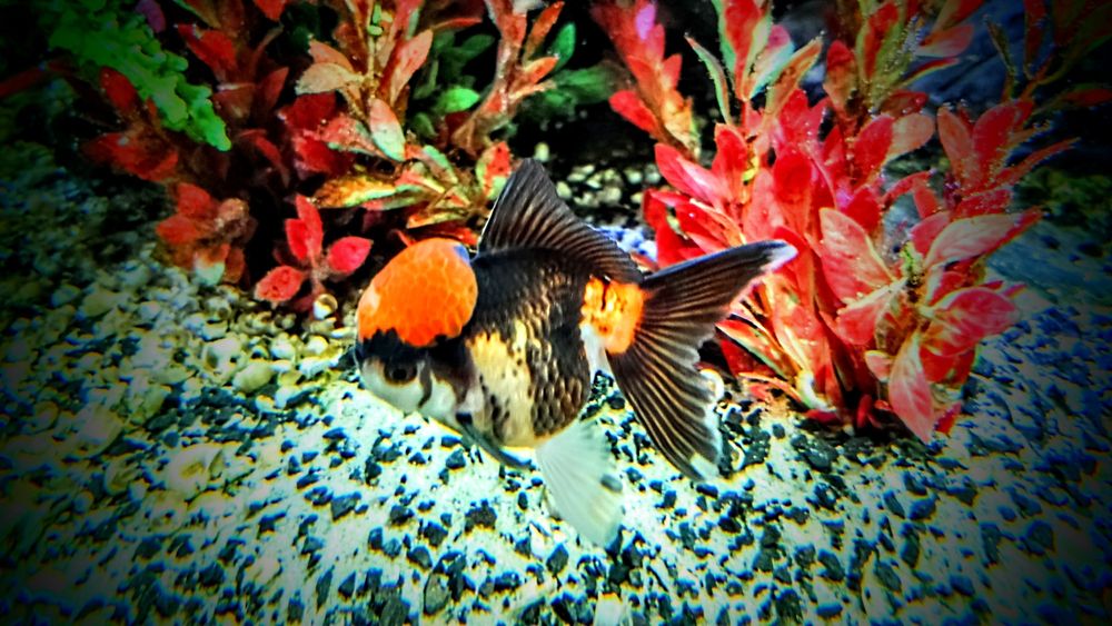 Welonki ,,oranda tricolor,, goldfish welon złota rybka