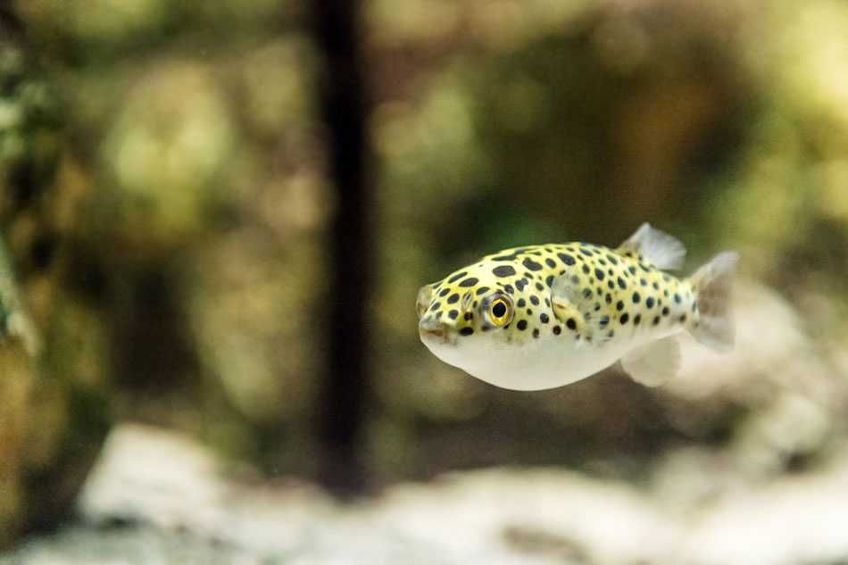 GB Kolcobrzuch zielony - dowóz ryb!