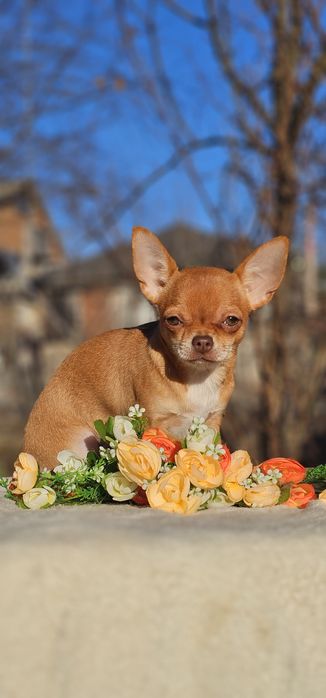 Красотка девочка чихуахуа КСУ