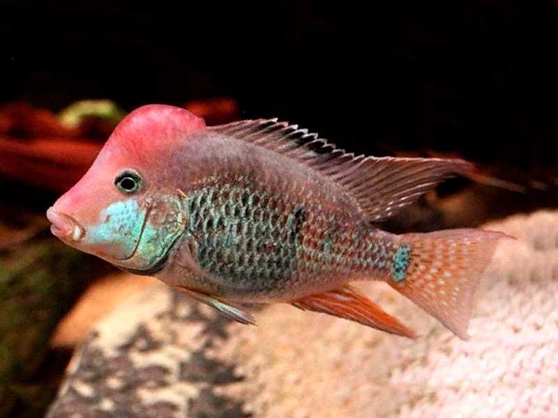 Ziemiojad Steindachnera - Czerwonogłowy - Geophagus - dowóz