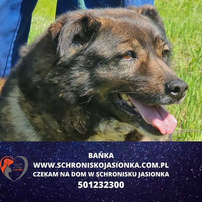 Bańka do adopcji – Schronisko Jasionka