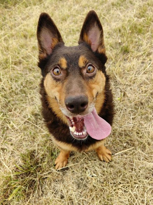 Towarzyski, energiczny, pogodny, otwarty, kumpel dzieci i młodzieży Funtek, dogadujący się z suczkami do adopcji