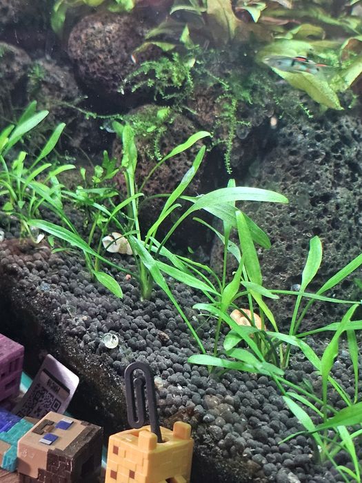 Lilaeopsis Brasiliensis planta aquário