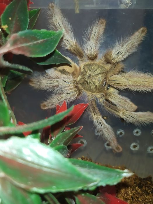 Pająk ptasznik psalmopoeus pulcher dorosła samica