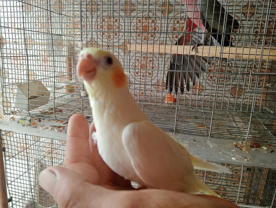 Caturras criadas a mao ou para criar