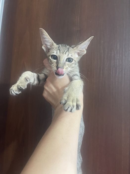 Хлопчик орієнтальний красунчик