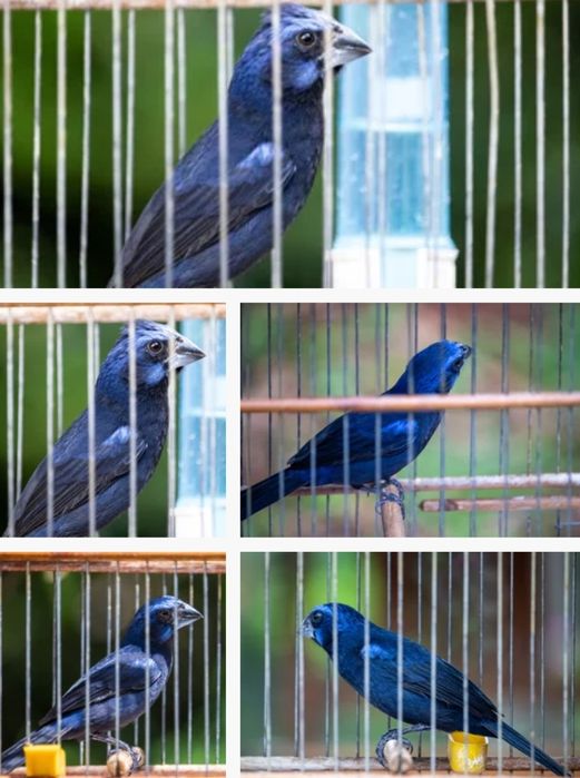 Linda ave casal disponivel