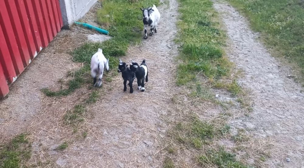 Vendo cabras anãs
