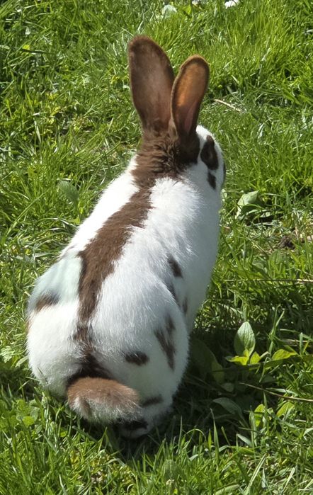 Samiec olbrzym srokacz hawana  OSH mlody samczyk