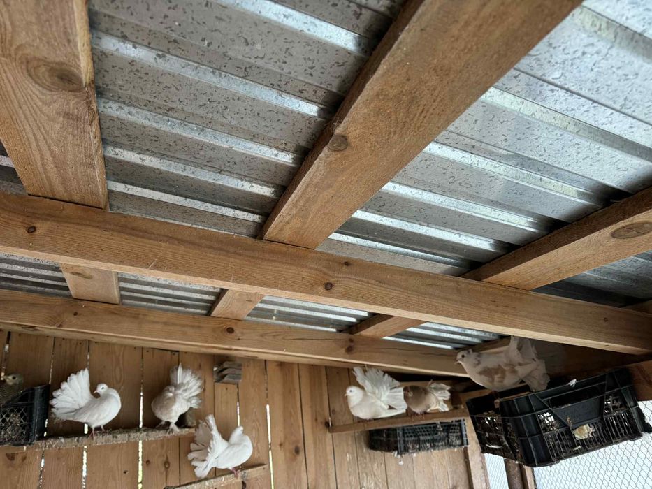 Golębie pawiki gołąb pawik