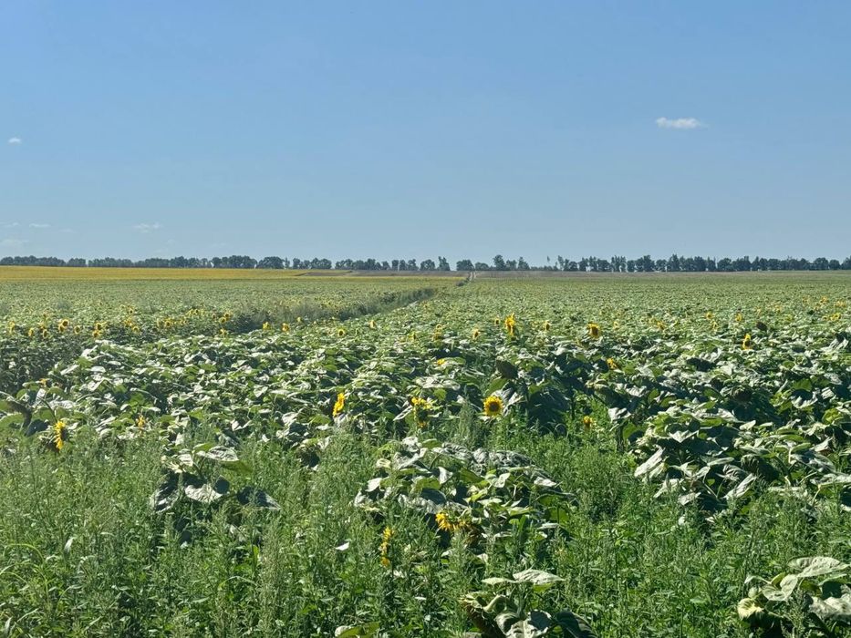 Земельна ділянка 107 га в Бучанському районі