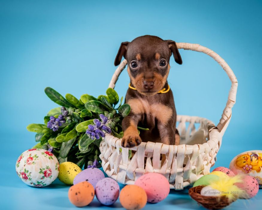 Цуценя празького крисаря