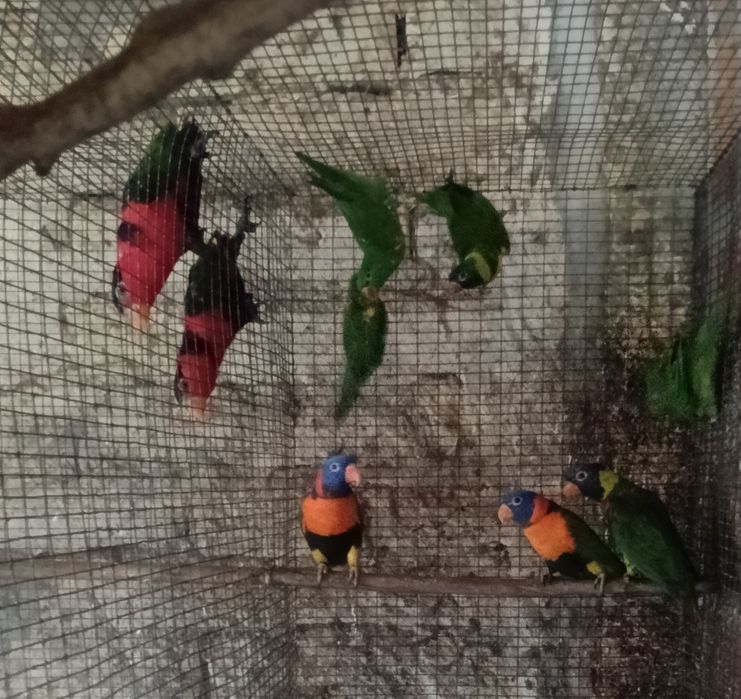 Psitacideos diversos