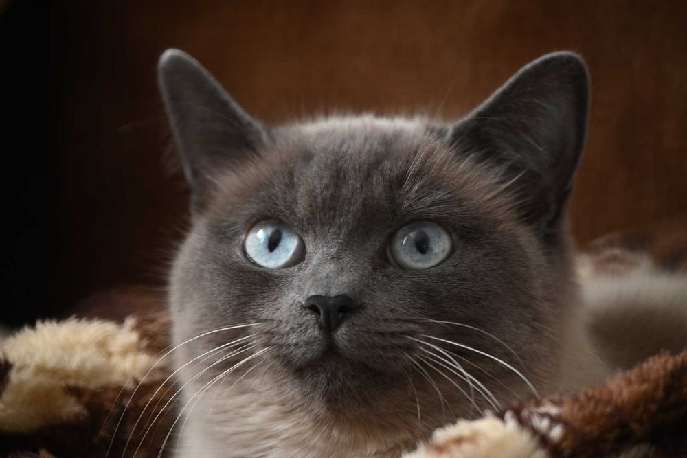 Tamron 500/8 TELE MACRO Adaptall Pentax K Canon FD Minolta MD, Nikon F